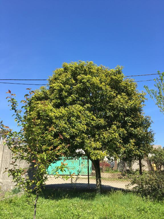 Homestay In Batumi Дом В Чакви Esterno foto